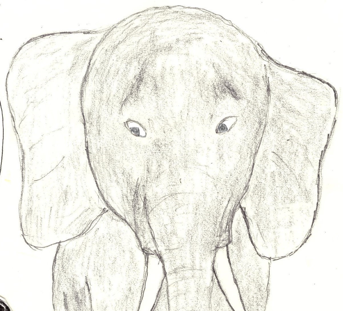 elefant